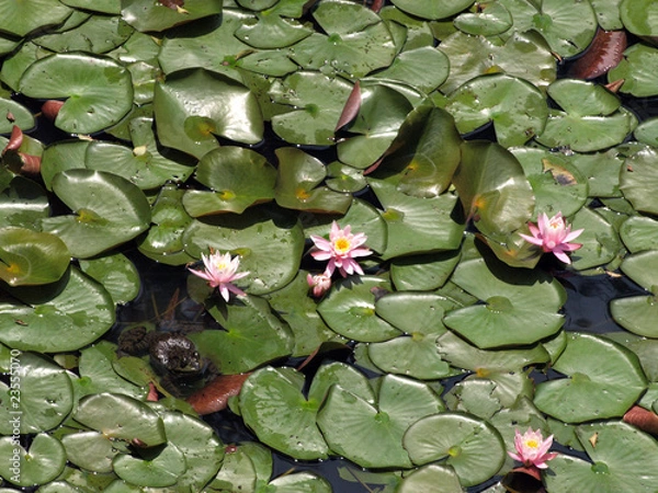 Fototapeta 睡蓮の花とウシガエル