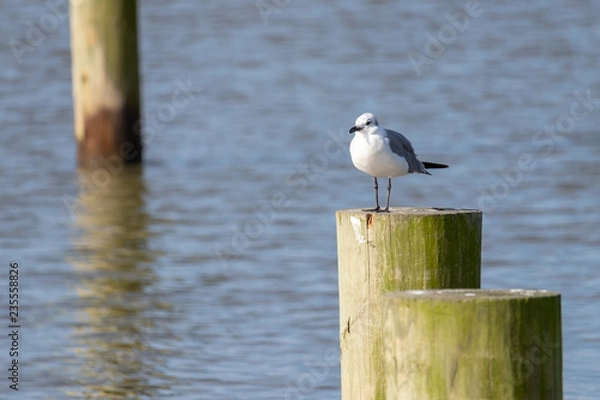 Obraz seagull on pier