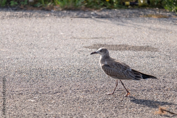 Obraz seagull on beach