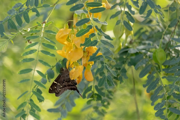 Obraz butterfly on leaf