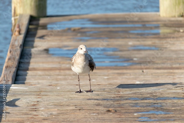 Obraz seagull on pier