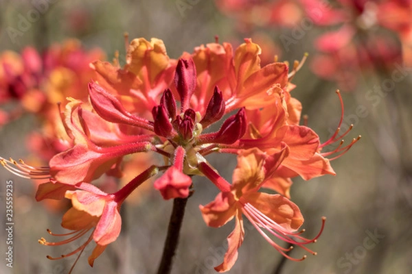 Obraz red flower in garden