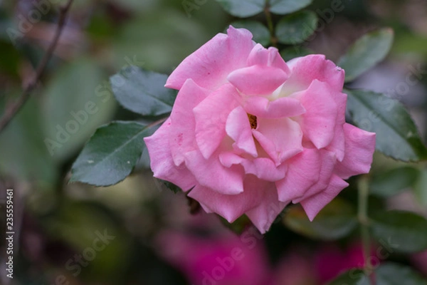 Obraz pink rose in garden