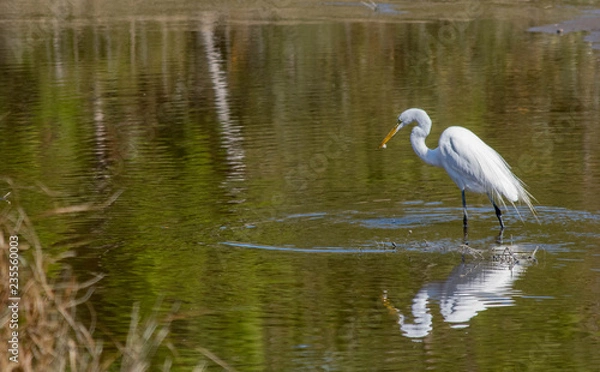 Obraz great white egret