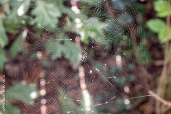 Obraz spider on web