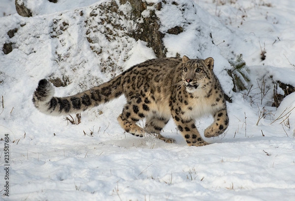Fototapeta Snow Leopard Hunting