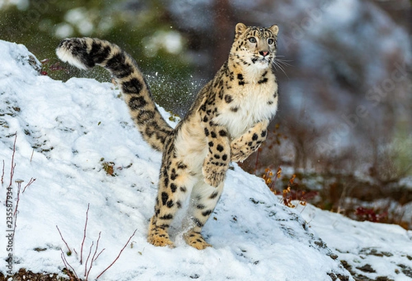 Fototapeta Snow Leopard Leaping
