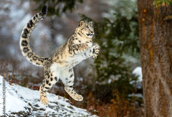 Fototapeta Mid Air Snow Leopard
