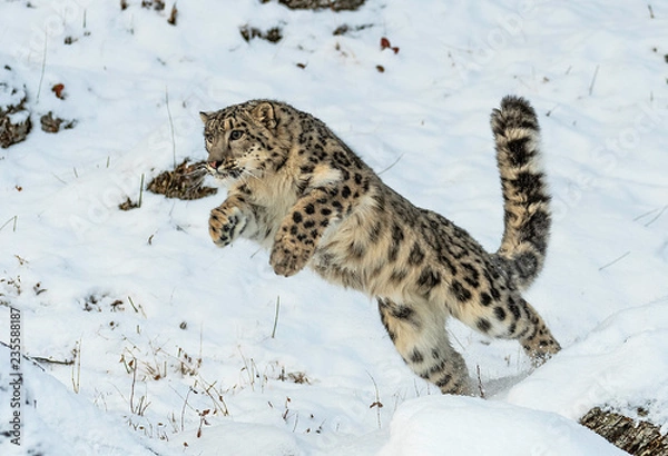 Fototapeta Snow Leopard Leap