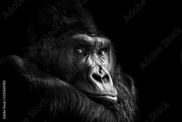 Obraz Portret goryla