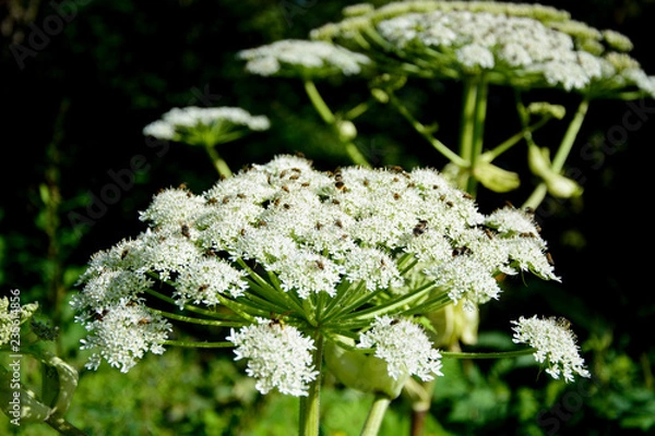 Obraz Hogweed or cow parsnip