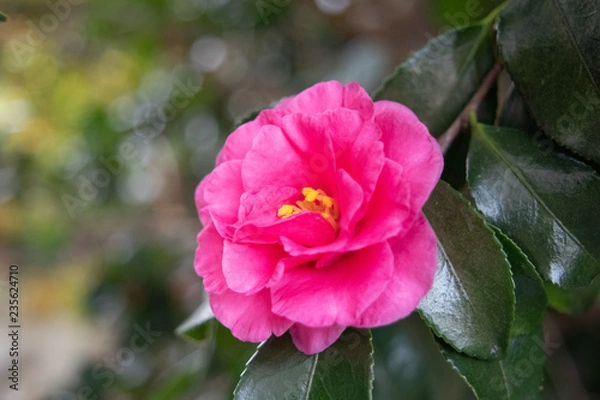 Fototapeta 椿の花