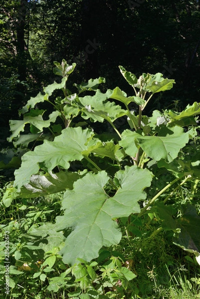 Fototapeta Coltsfoot at the edge of the forest