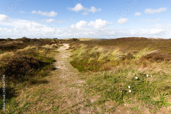 Obraz Sandweg in den Dünen