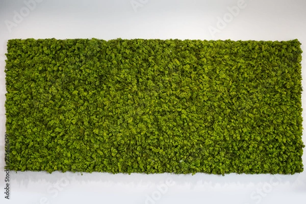 Fototapeta Reindeer moss wall, green wall decoration