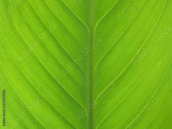 Obraz Green Fresh Leaf