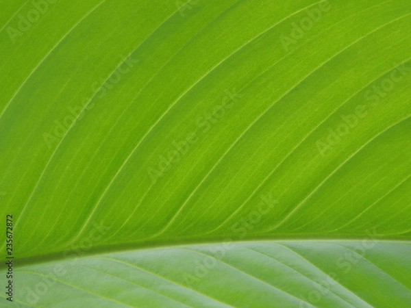 Obraz Green Fresh Leaf