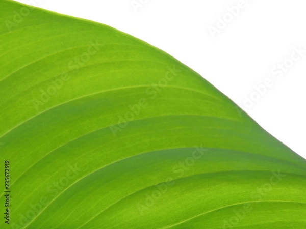 Obraz Green Fresh Leaf