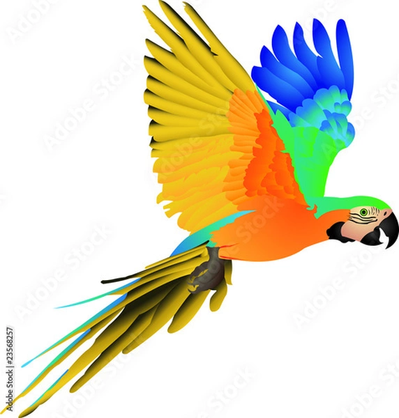 Obraz Perroquet ara bleu en vol
