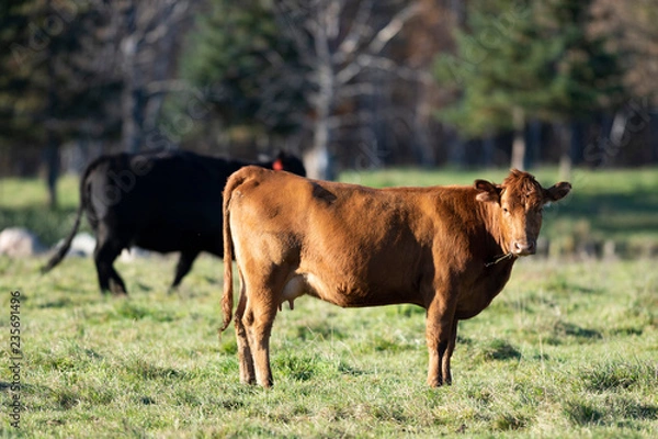 Fototapeta Black Angus Beef cattle in a pastrue on an autumn day