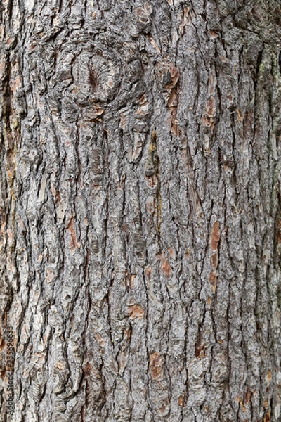 Obraz pine bark texture