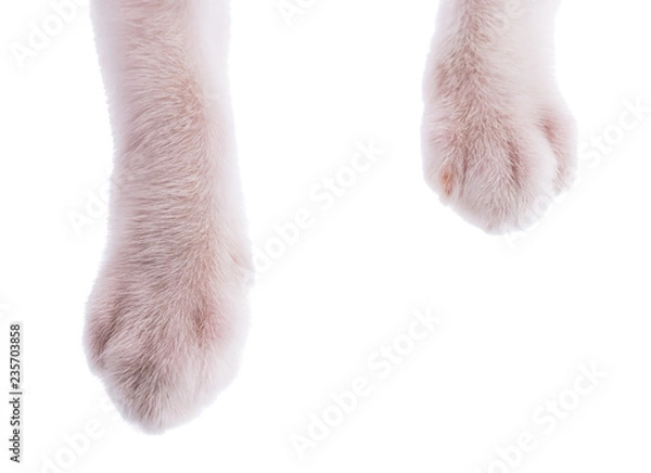 Fototapeta cat paw isolated on white background