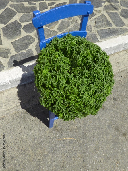 Fototapeta Blue Painted Wooden Chair With A Lush Greek Basil Flowerpot Decoration Sitting On Top Of It On A Sunny Summer Day.