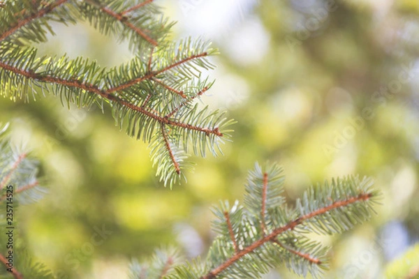 Fototapeta Background from green Fir tree branches. Christmas tree needles
