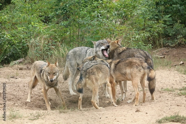 Obraz Wolfsrudel -Canis lupus- 