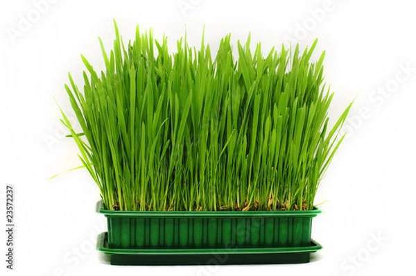 Obraz pet grass, cat grass