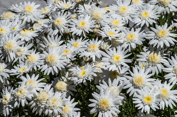 Obraz Flores Brancas