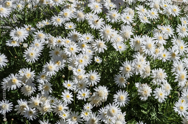 Obraz Flores Brancas