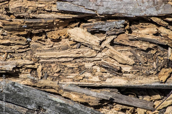 Obraz Madeira Texturas