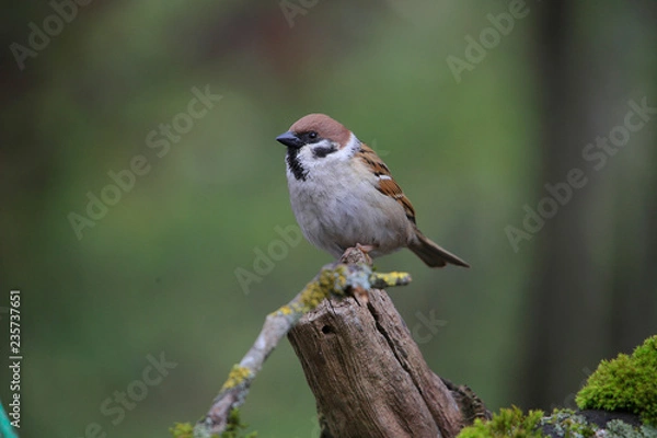Fototapeta Feldsperling oder Feldspatz (Passer montanus) 