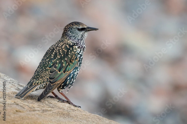 Fototapeta Starling