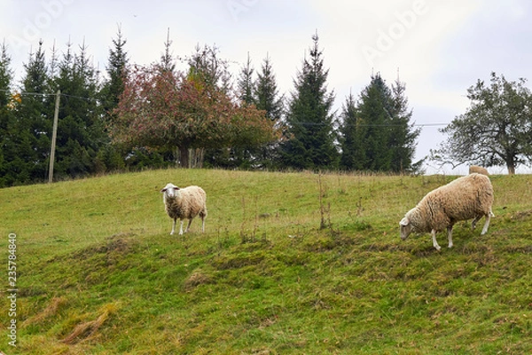 Obraz Sheep graze in the meadow. Sheep walk on the grass. A ram eating grass on a scorch. Sheep graze in the countryside. Pets lamb walk on nature. Ewe graze in the meadows of Germany.