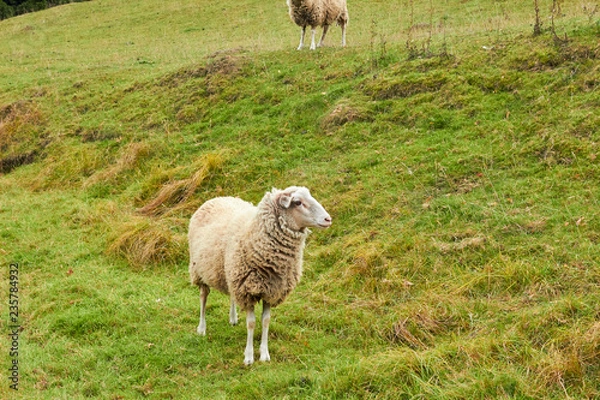 Fototapeta Sheep graze in the meadow. Sheep walk on the grass. A ram eating grass on a scorch. Sheep graze in the countryside. Pets lamb walk on nature. Ewe graze in the meadows of Germany.