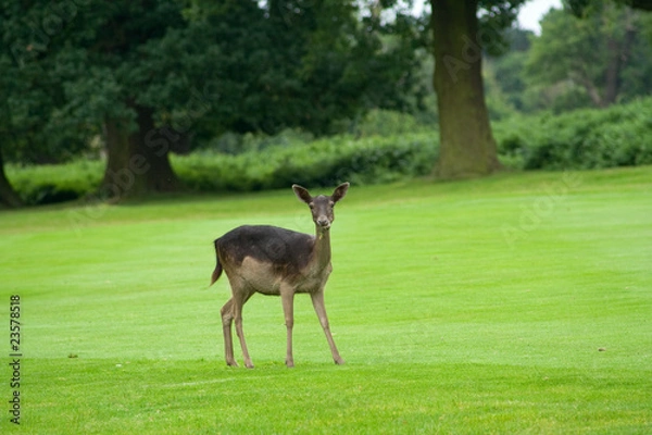Fototapeta Doe Watching