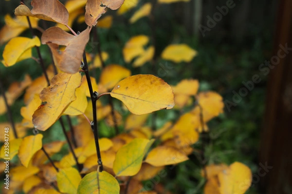 Obraz autumn leaves on tree