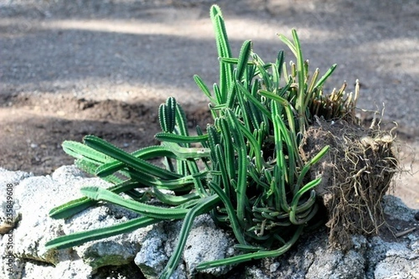 Fototapeta Cactus with long branches