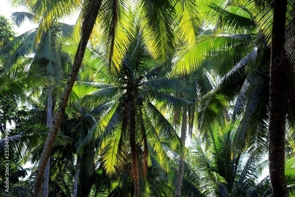 Fototapeta coconut tree on background of palm trees