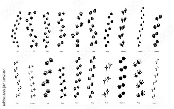 Obraz Duży zestaw śladów kroków zwierząt i ptaków na białym tle