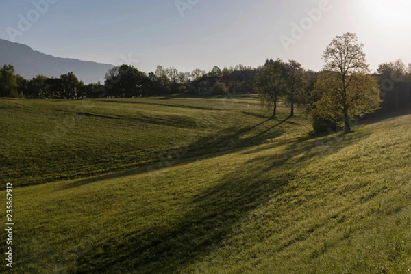 Obraz Wiese am Morgen