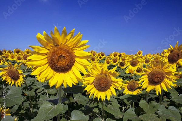 Obraz 青空とヒマワリ畑