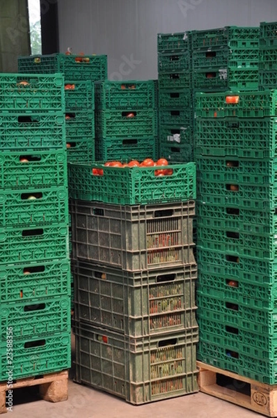 Obraz Tomatenkisten
