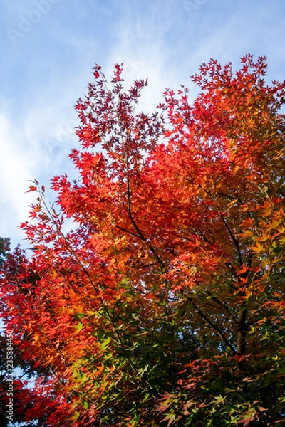 Obraz Beautiful red maple leaves in autumn sunny day, blue sky, close up, copy space, macro
