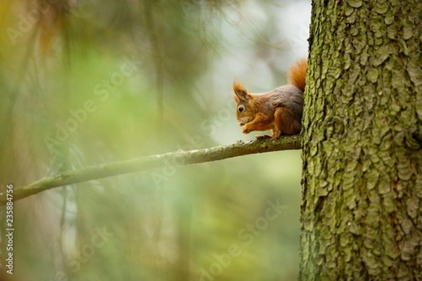 Fototapeta Squirrel. The squirrel was photographed in the Czech Republic. Squirrel is a medium-sized rodent. Inhabiting a wide territory ranging from Western Europe to Eastern Asia. Free nature. Beautiful pictur