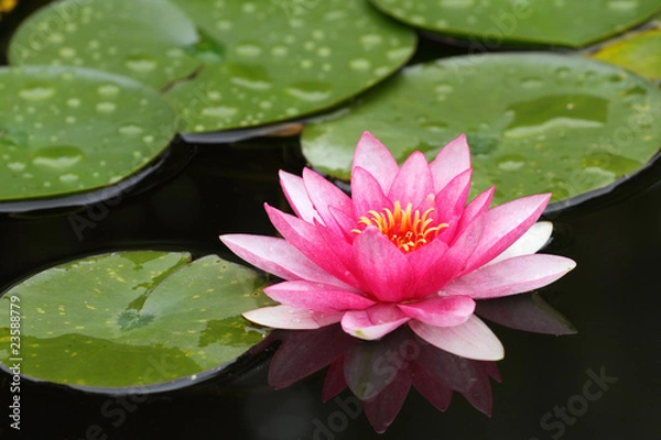 Fototapeta fleur de nénuphar