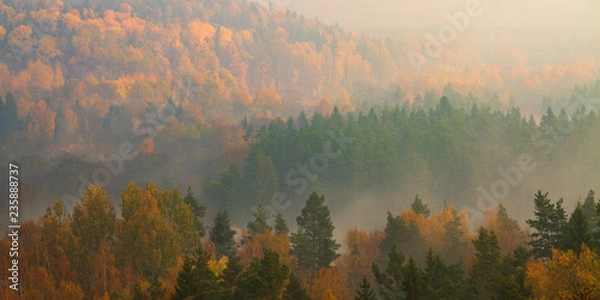 Obraz Foggy autumn Forrest 