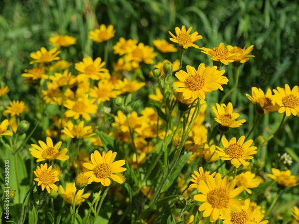Obraz Arnica montana